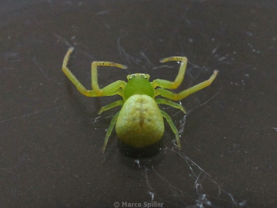 Ebrechtella tricuspidata - Vicenza (VI)